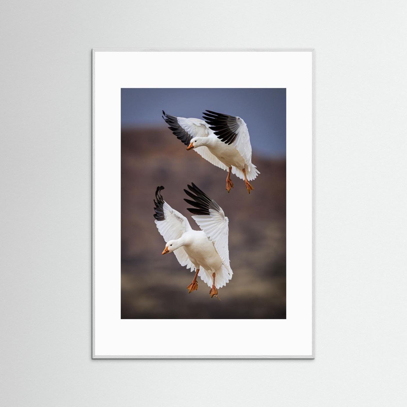 Snow Geese Landing - Bosque del Apache National Wildlife Refuge, NM by Wanghan Li
