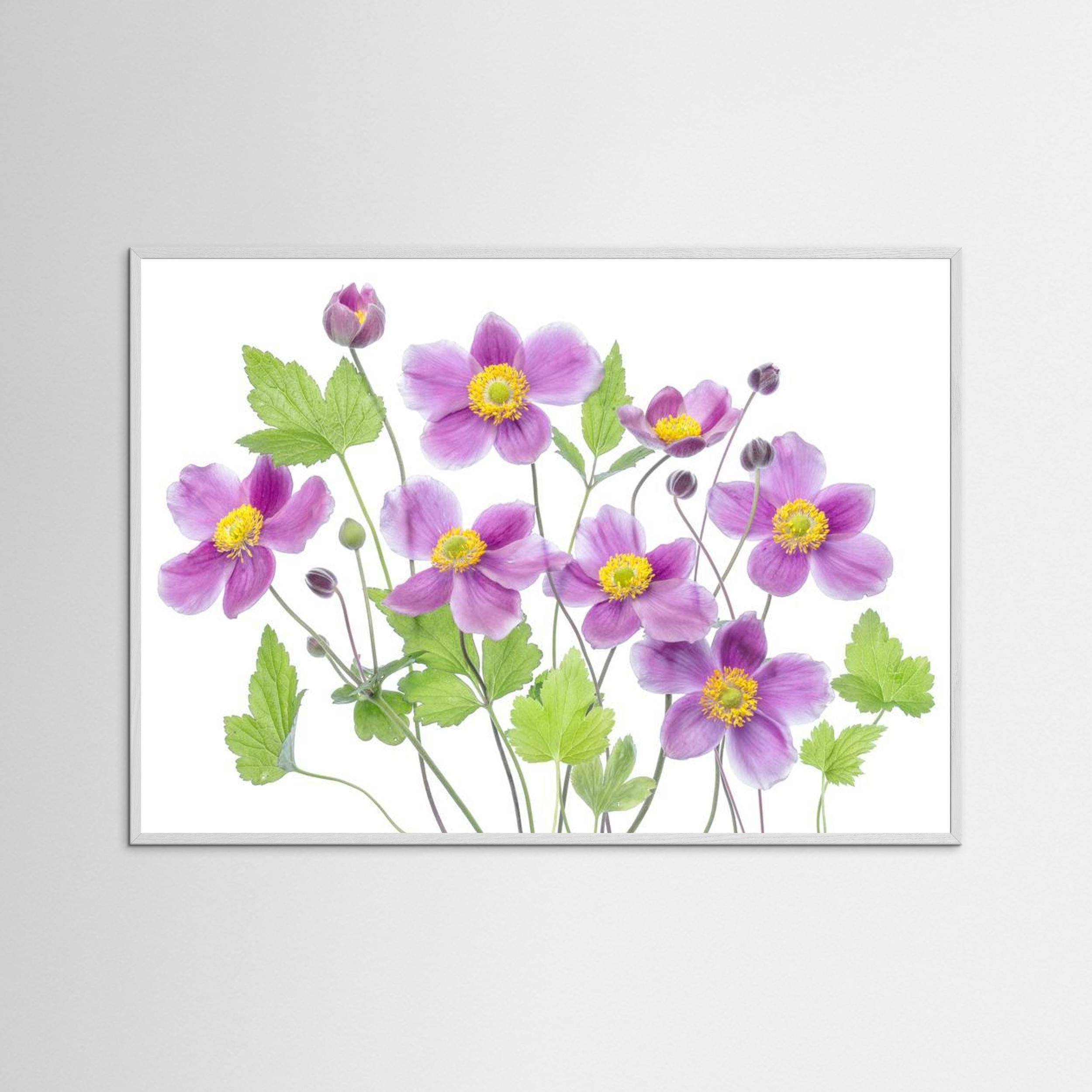 Anemone 'Hadspen Abundance' by Mandy Disher