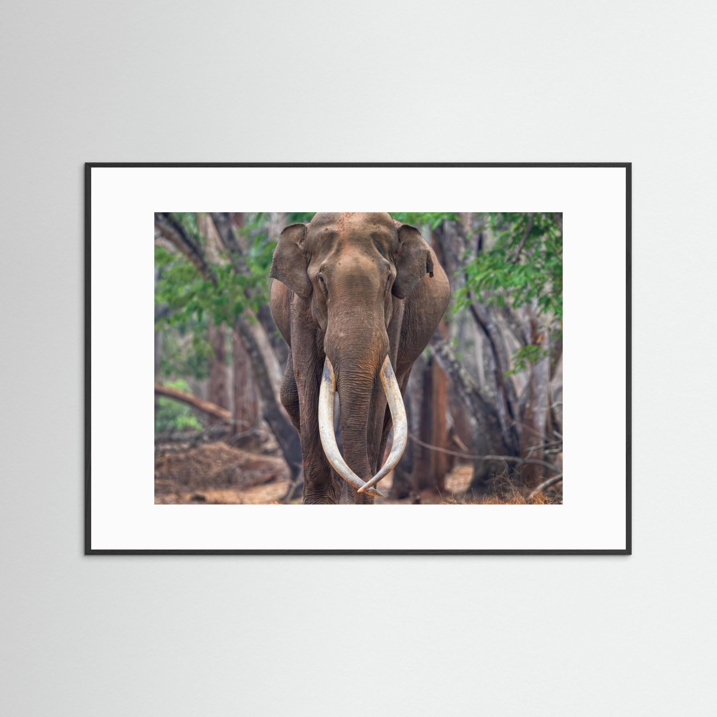 The Mighty by Chiranjib Chakraborty