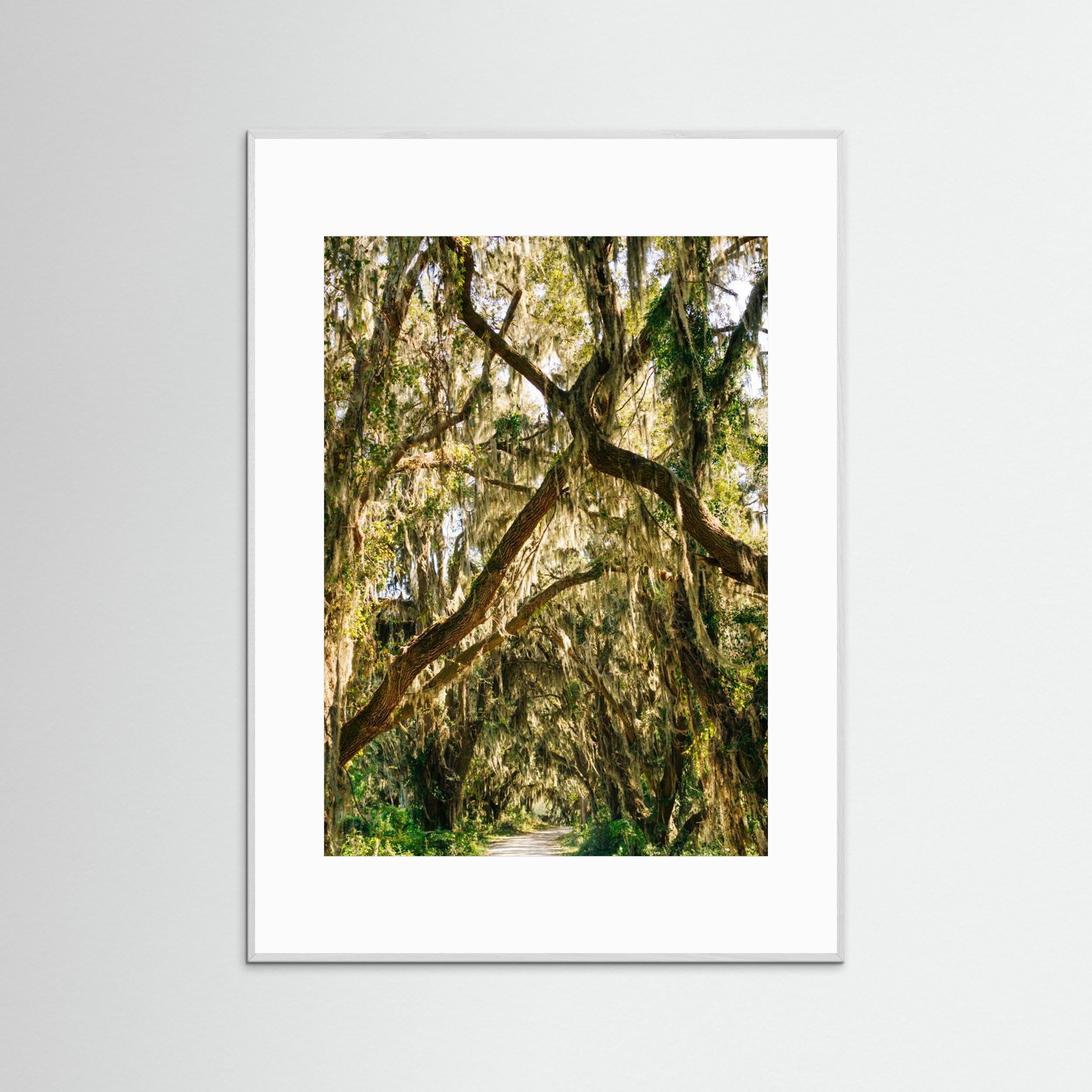 Savannah National Wildlife Refuge VII by Bethany Young