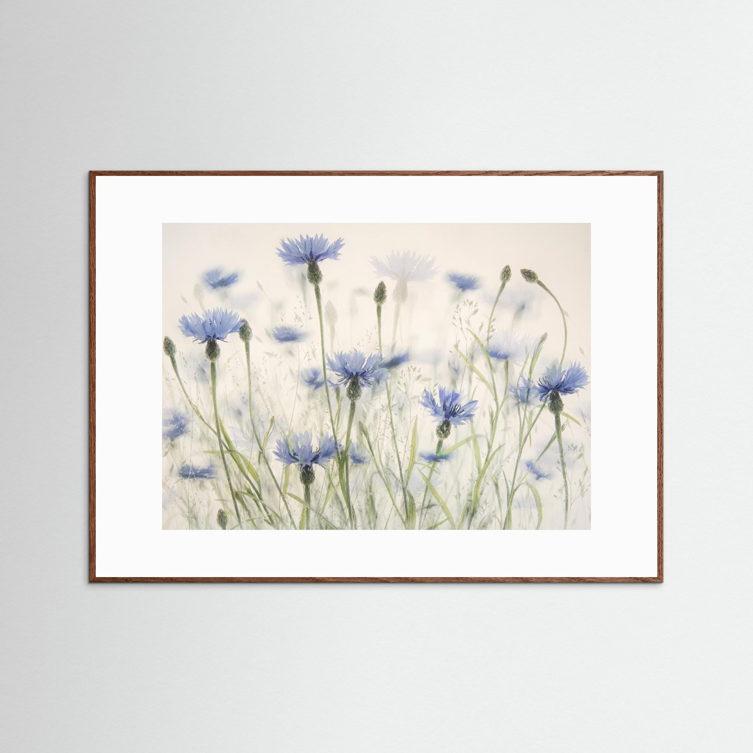 Cornflowers by Nel Talen