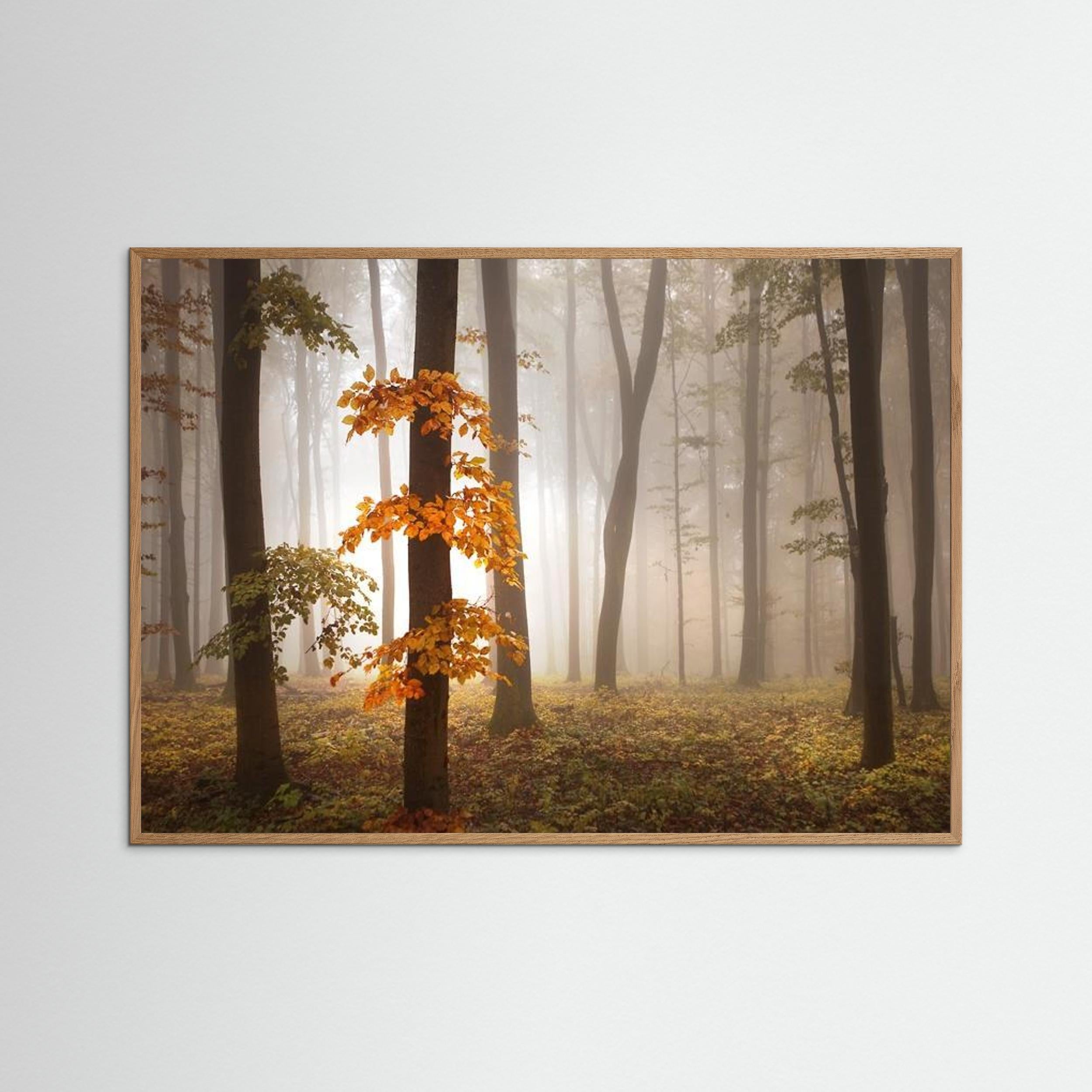 In November Light by Nicolas Schumacher