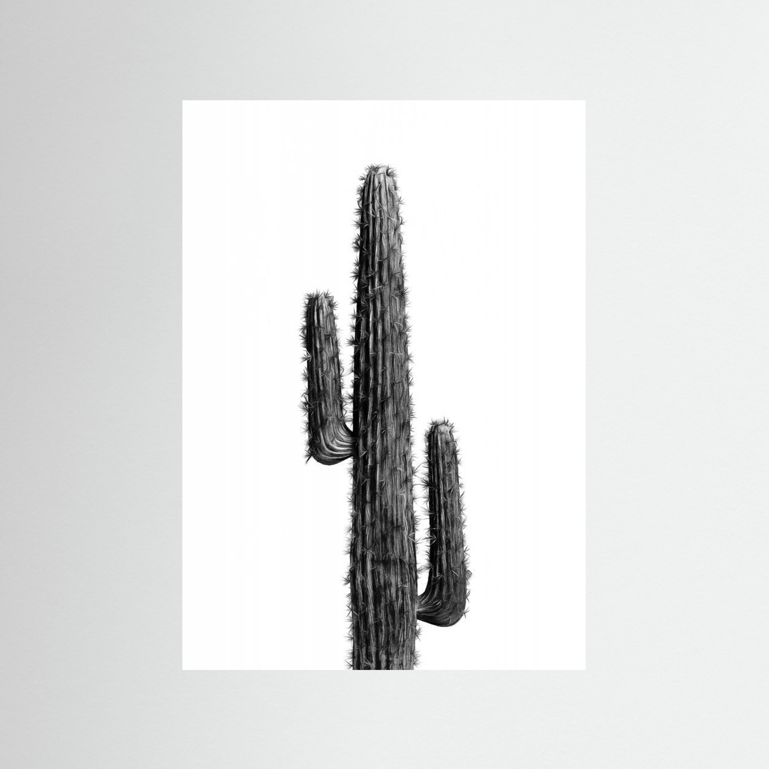 Cactus Black and White 01 by Amini54