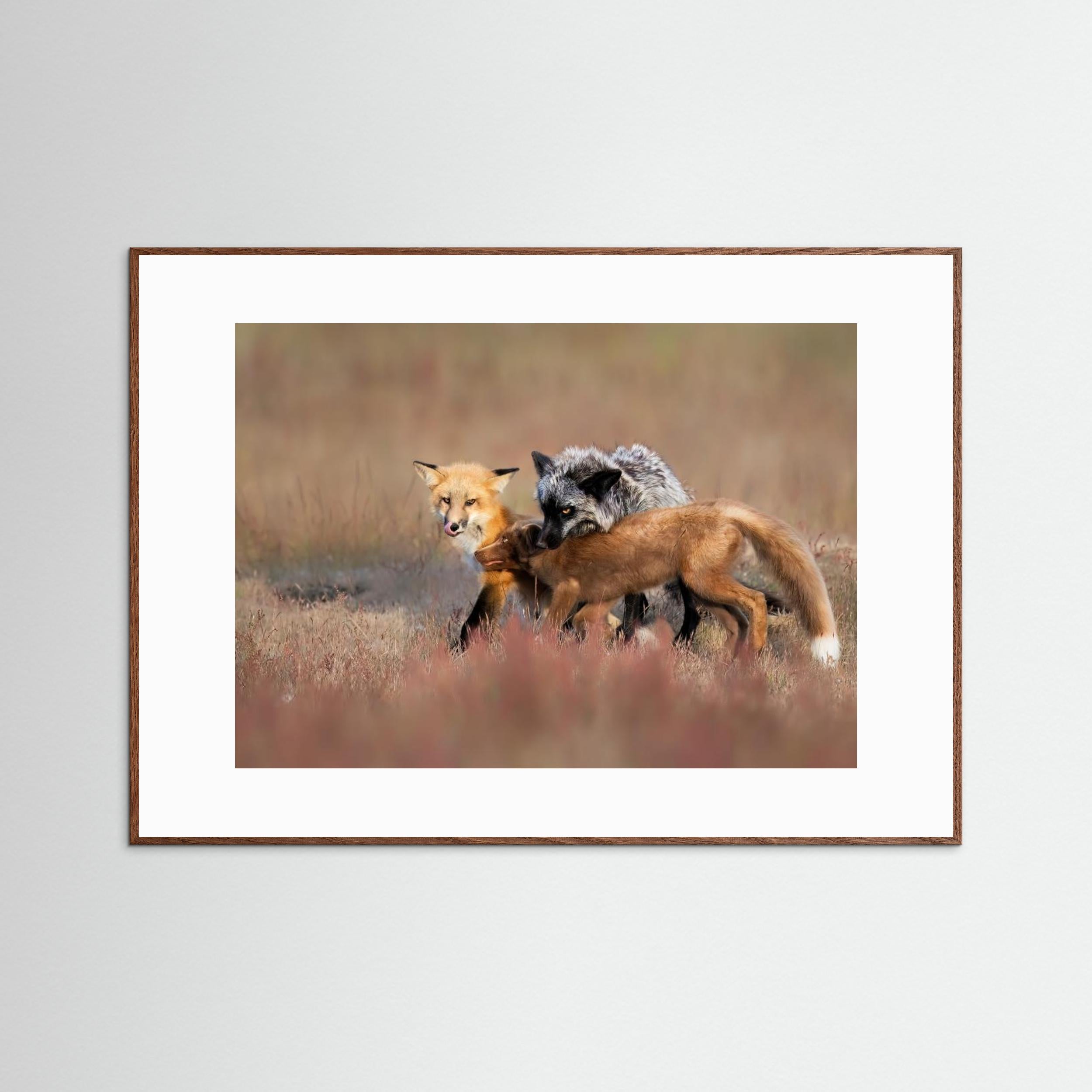 Fox Family by Jun Zuo