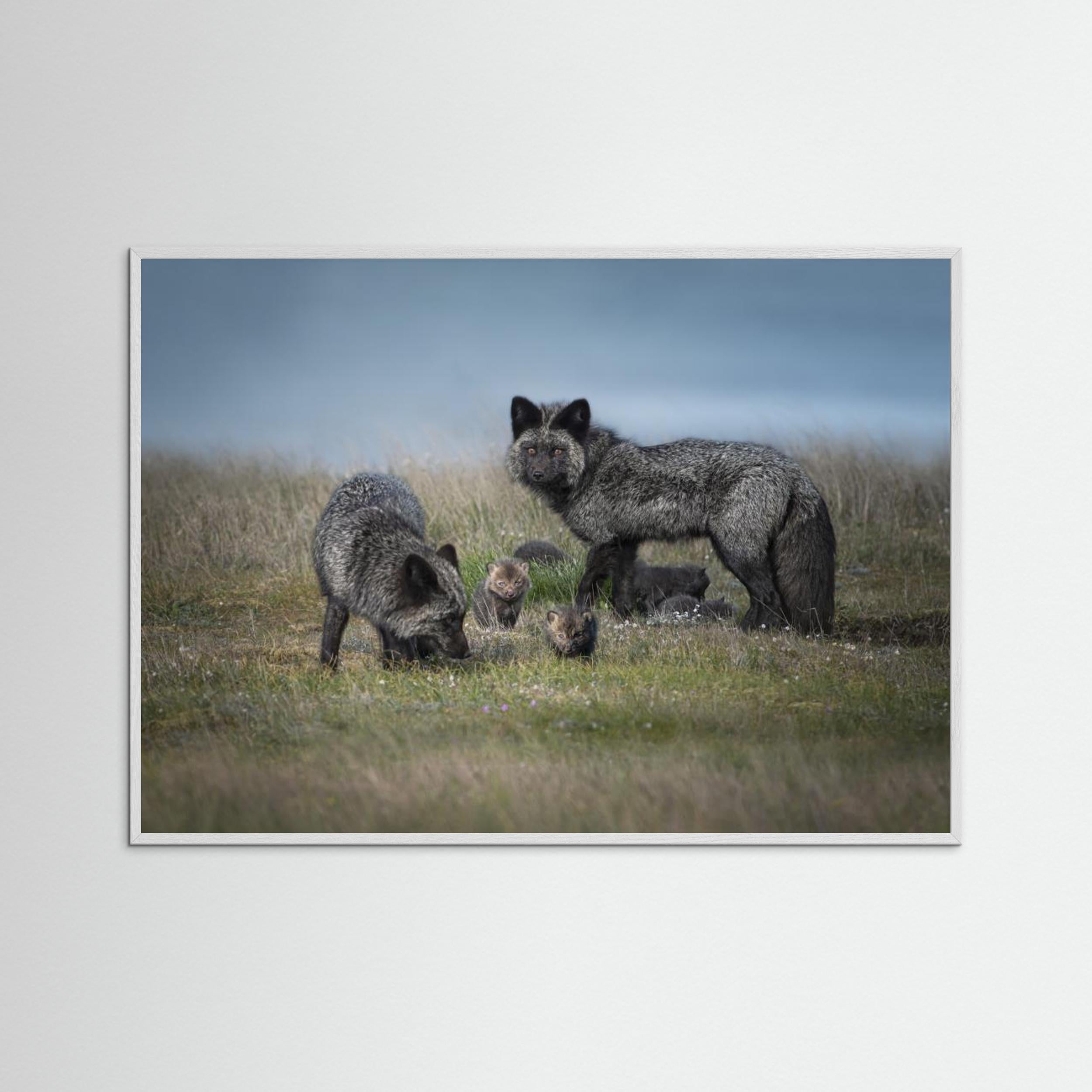 Silver fox family by Larry Deng