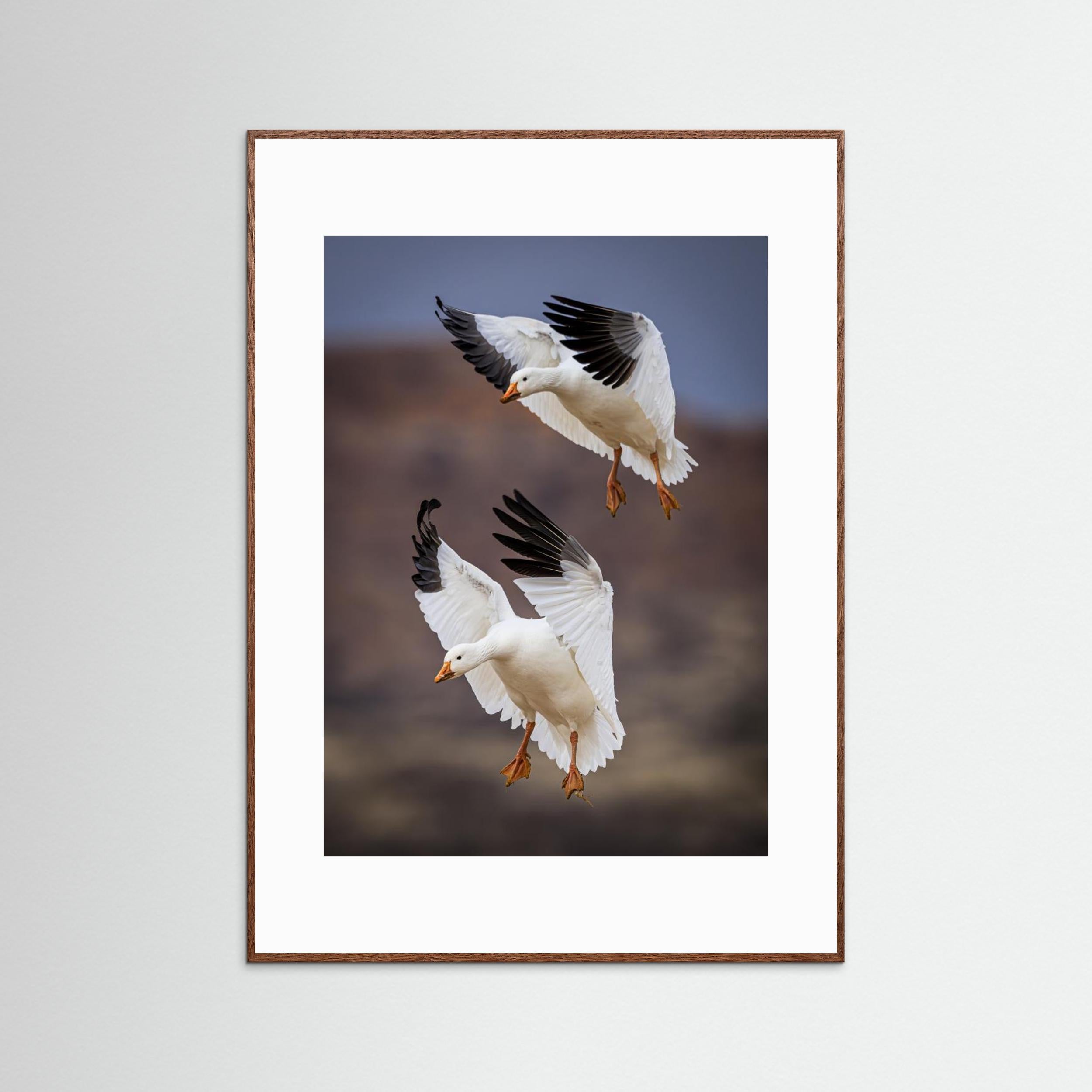 Snow Geese Landing - Bosque del Apache National Wildlife Refuge, NM by Wanghan Li