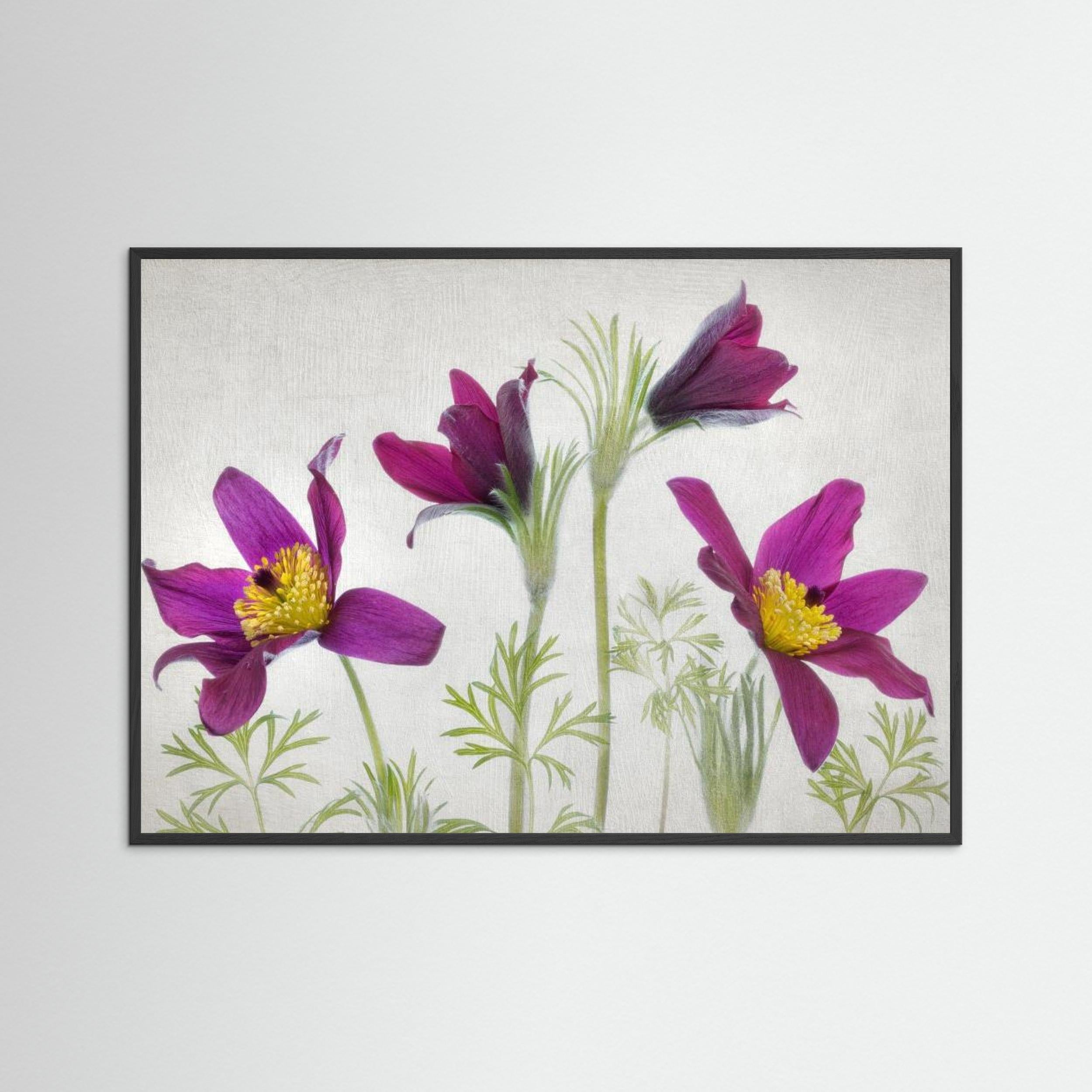 Pulsatilla by Mandy Disher