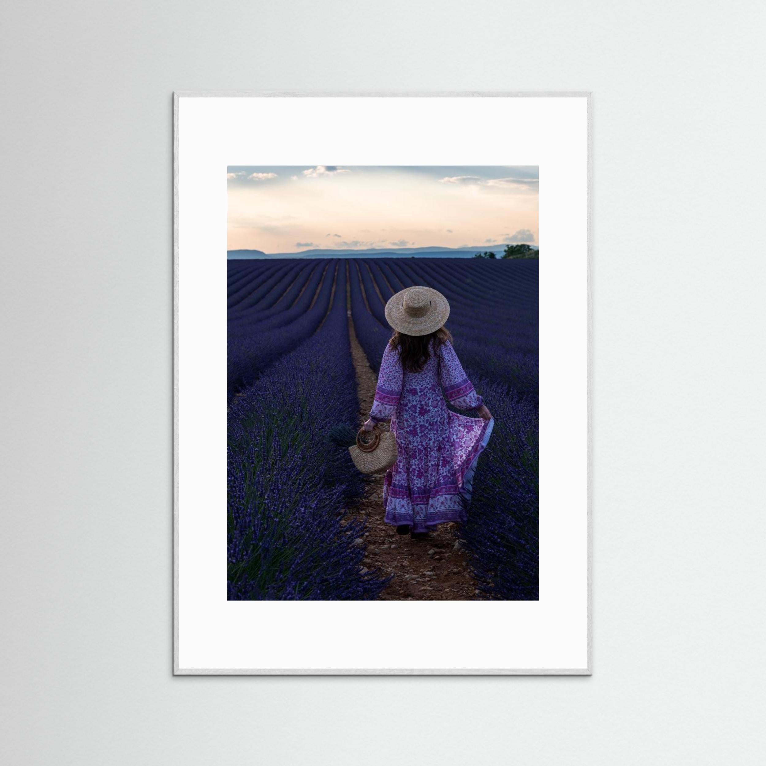 Lavender by Marco Galimberti