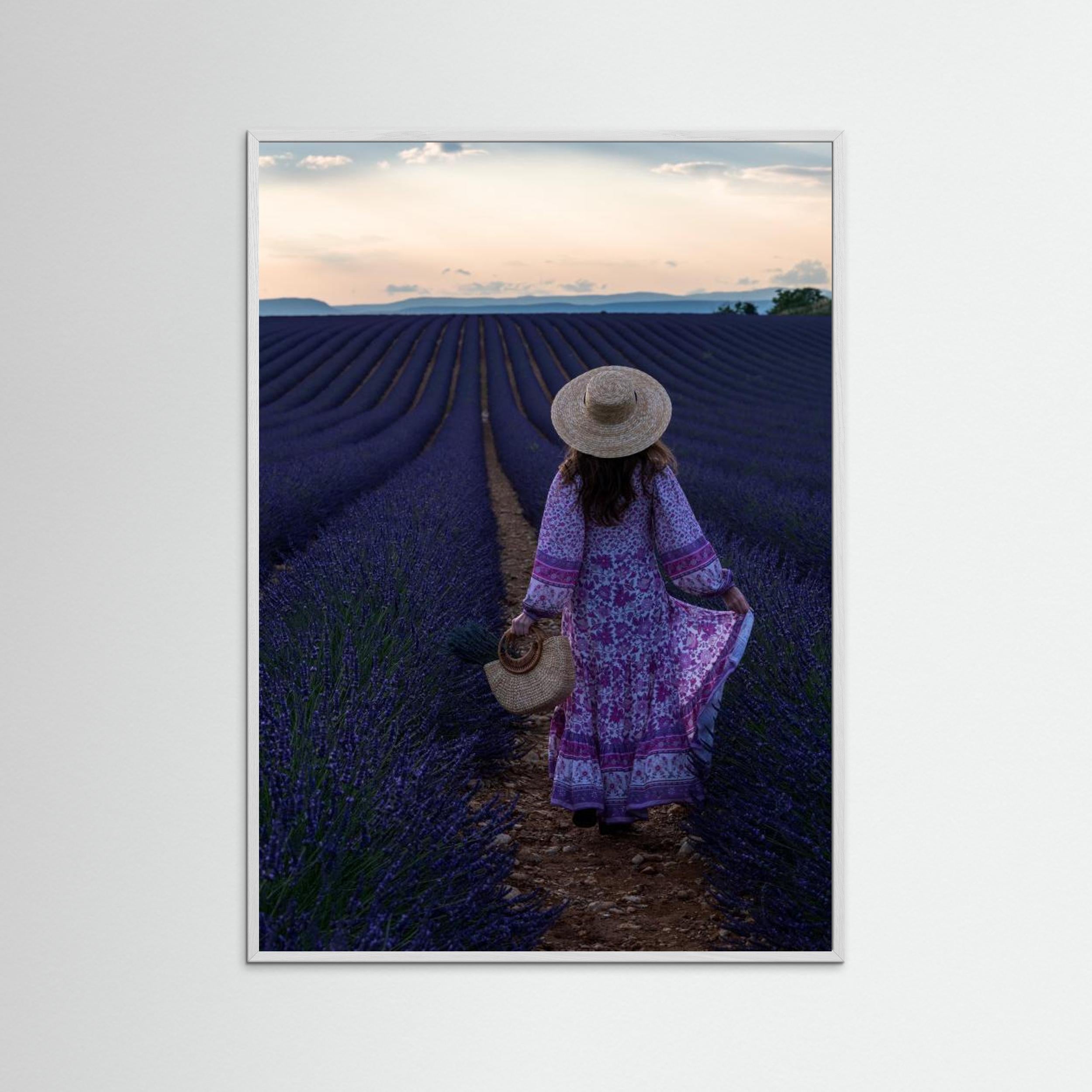 Lavender by Marco Galimberti