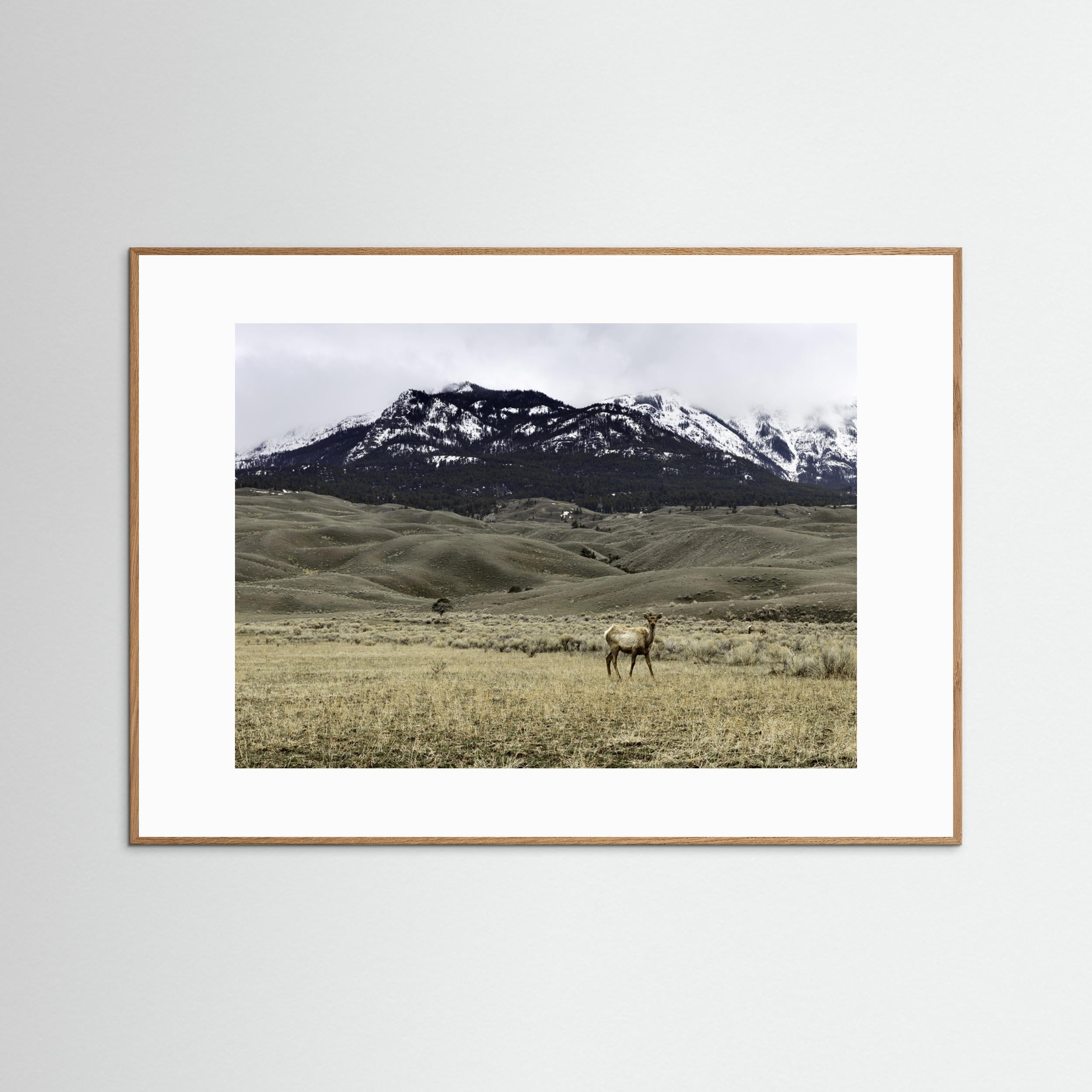 Yellowstone Wildlife by Christian Lindgren