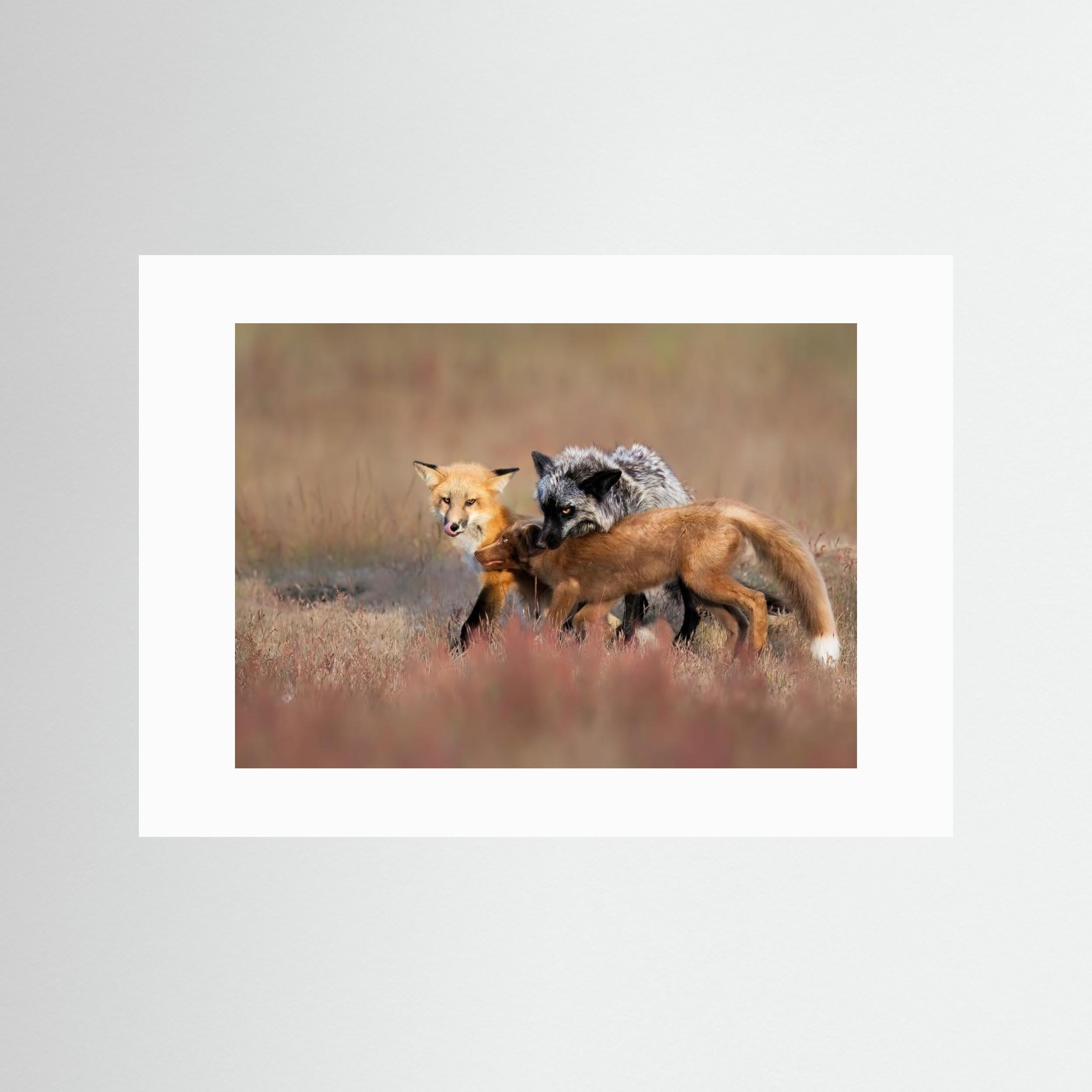 Fox Family by Jun Zuo