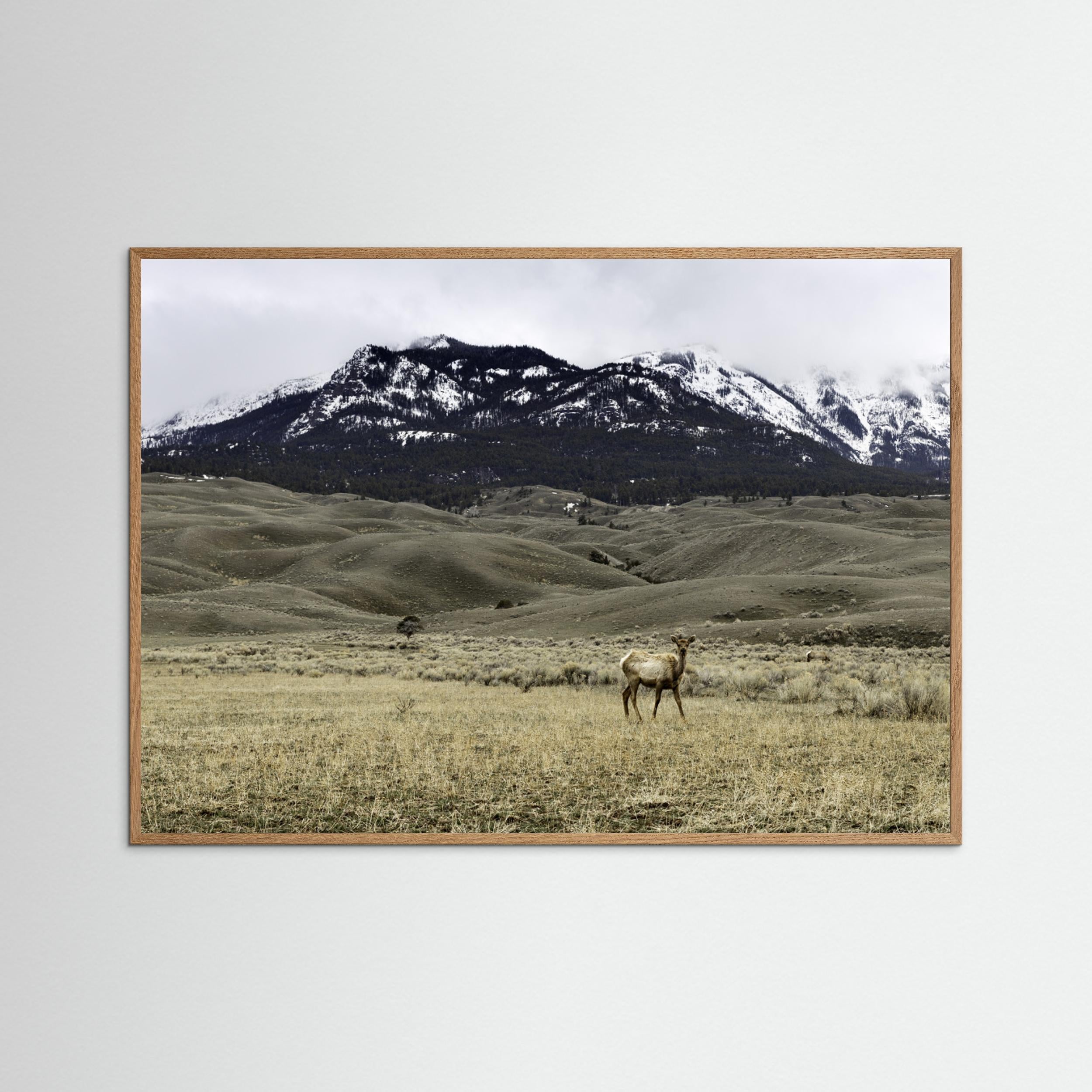 Yellowstone Wildlife by Christian Lindgren