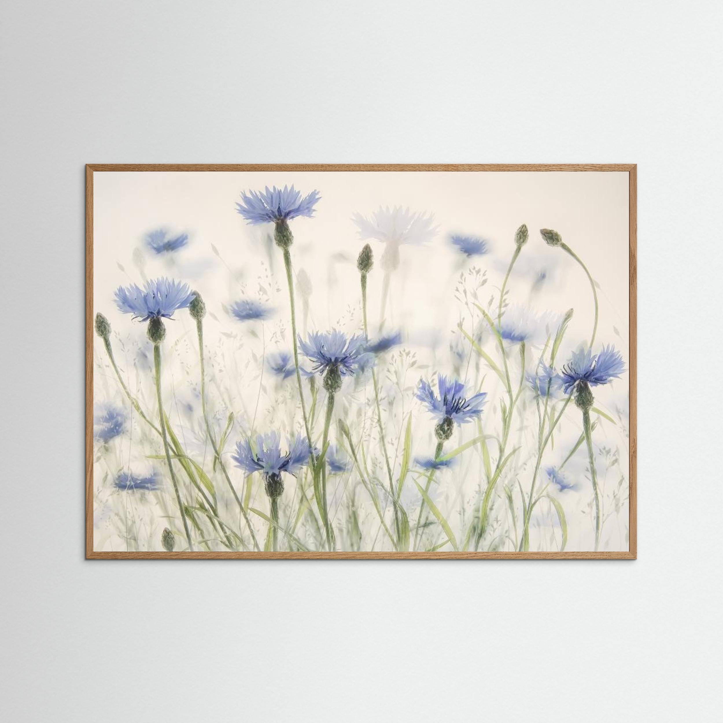 Cornflowers by Nel Talen