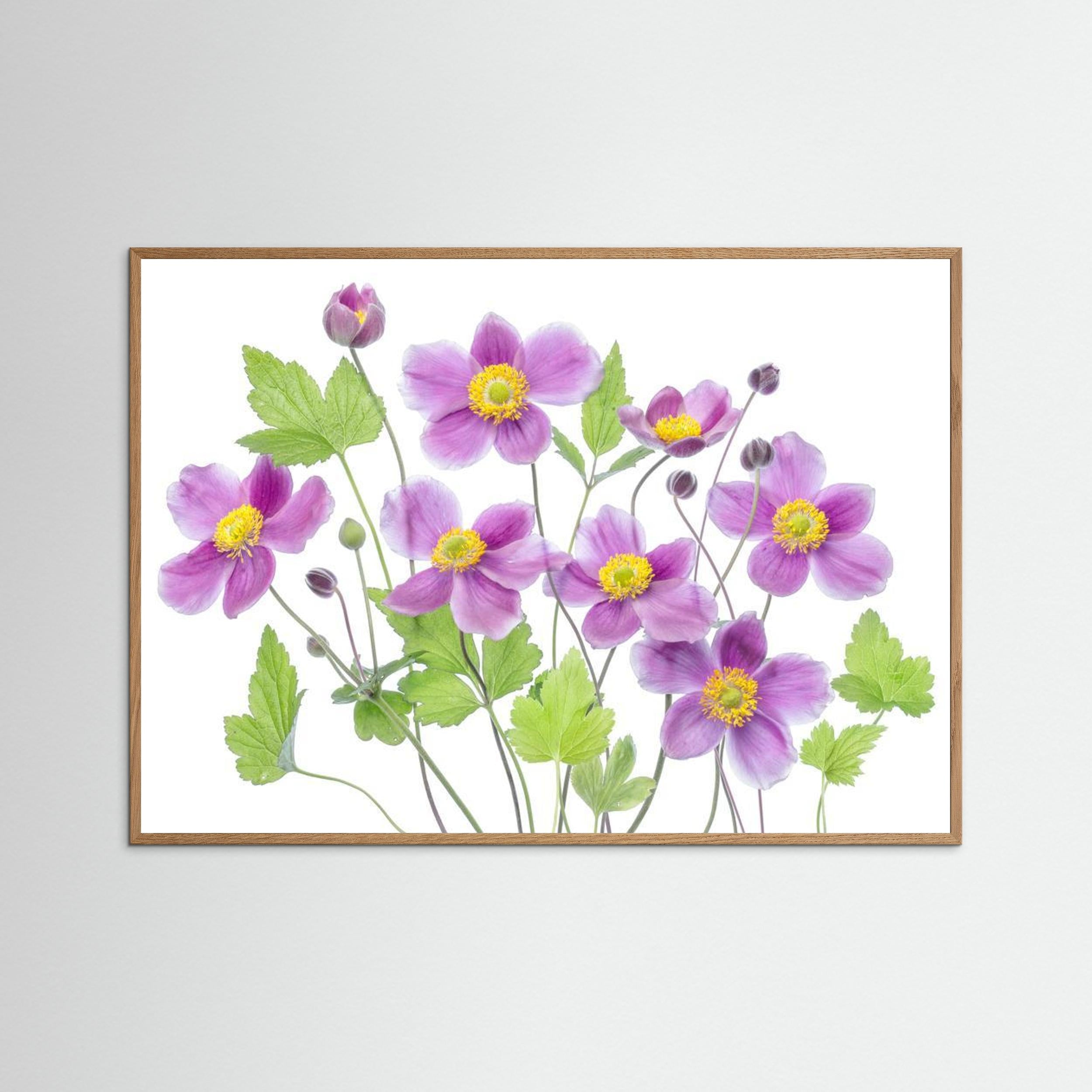 Anemone 'Hadspen Abundance' by Mandy Disher