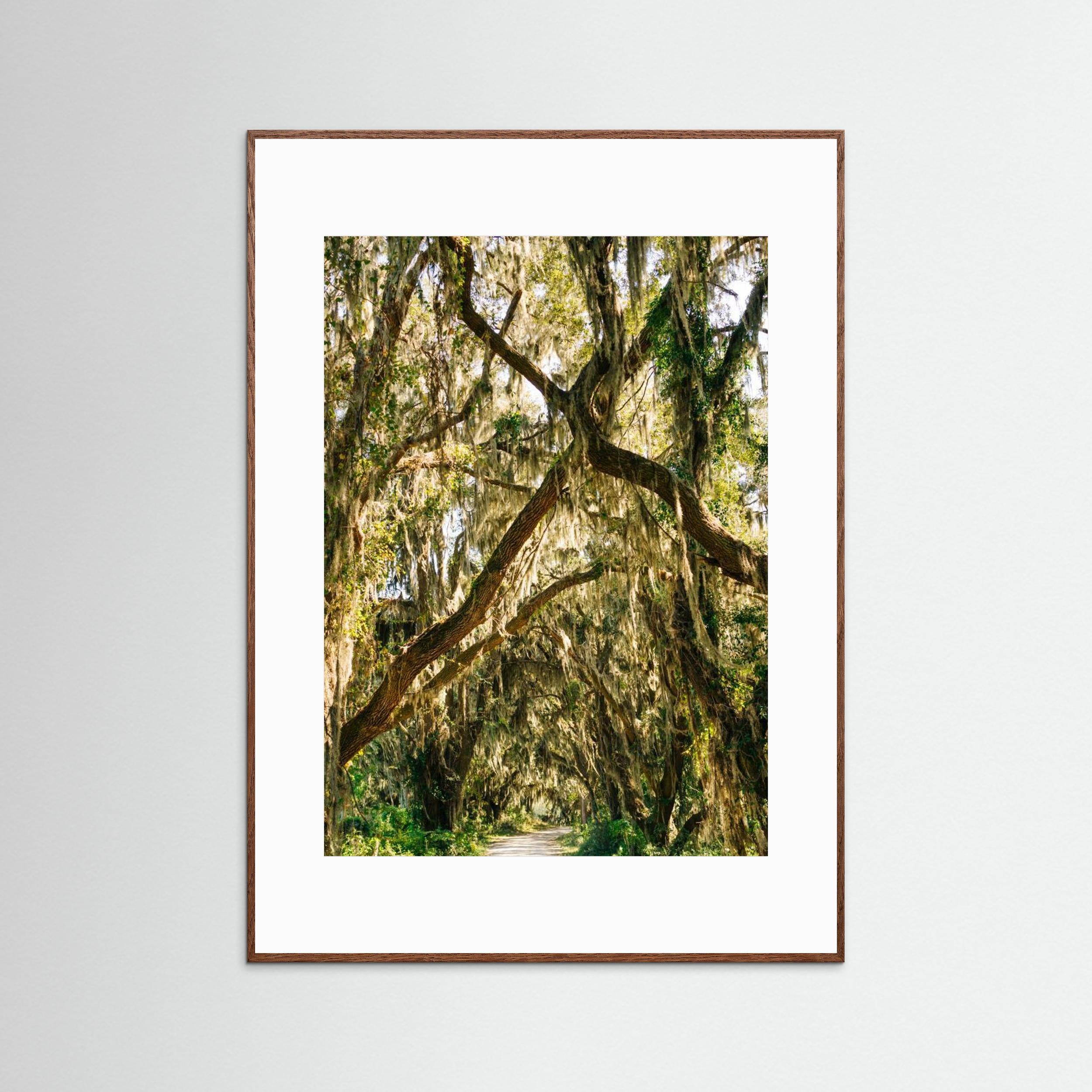 Savannah National Wildlife Refuge VII by Bethany Young