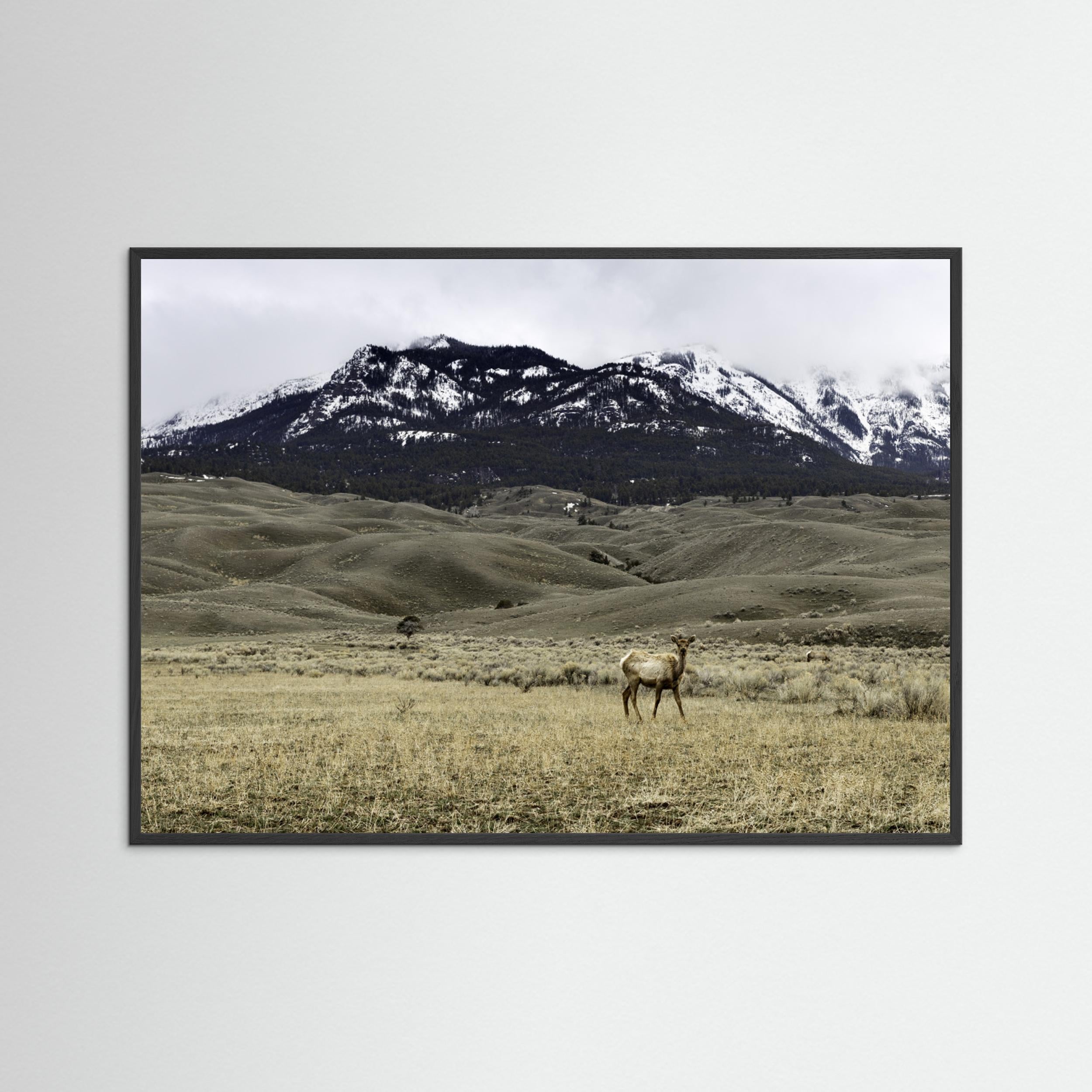 Yellowstone Wildlife by Christian Lindgren