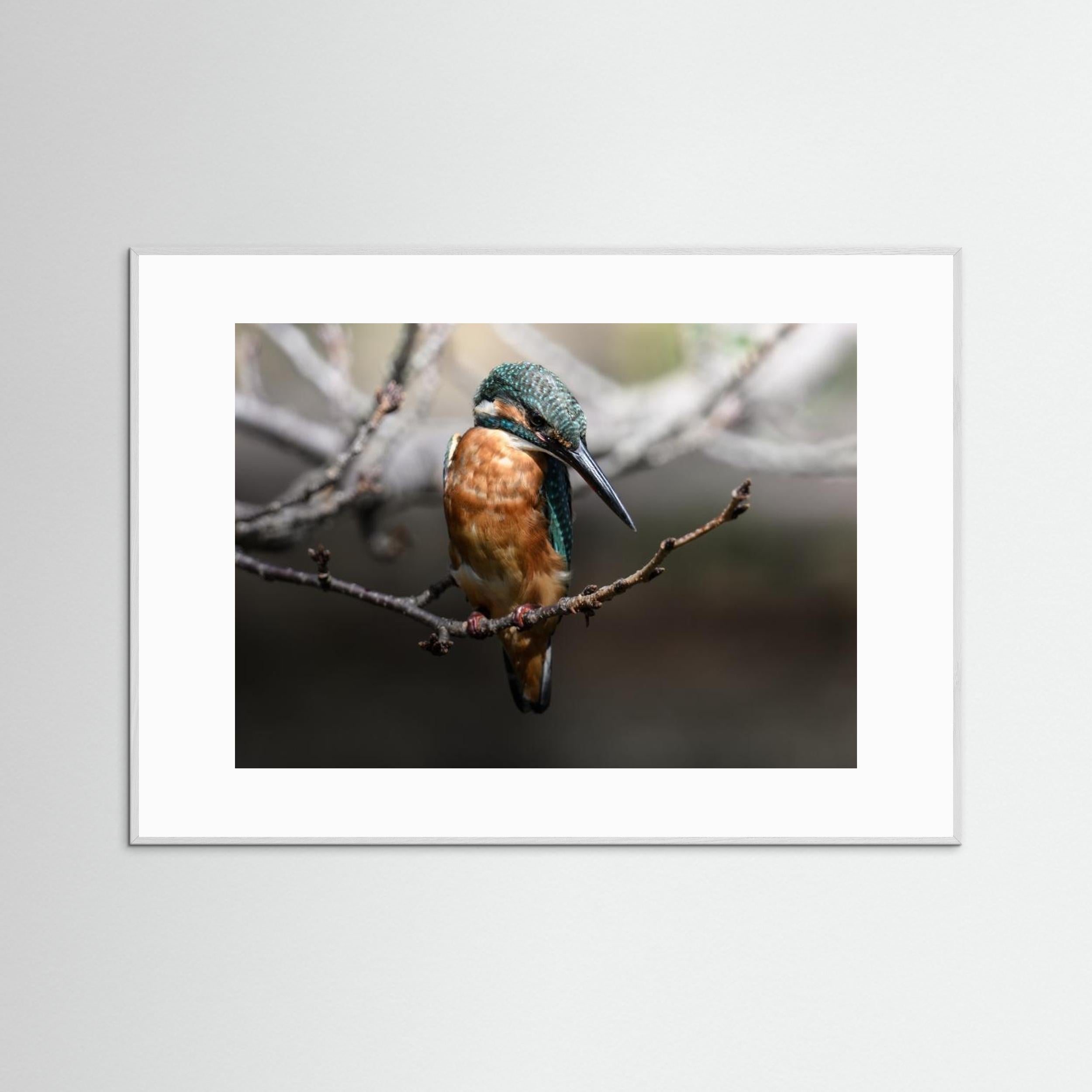 Beautiful Wildlife by Seiichi Tsuboya