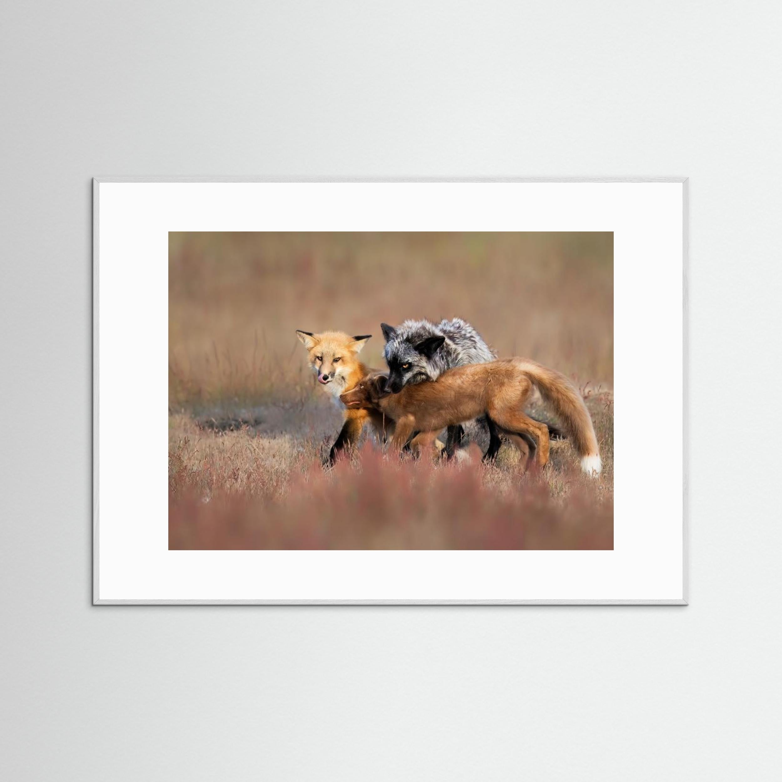 Fox Family by Jun Zuo